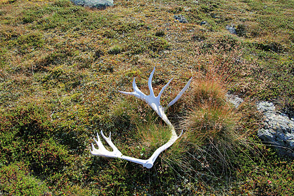 Rentiergeweih