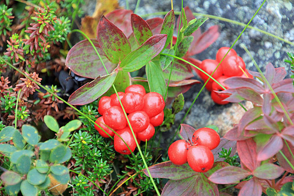 Schwedischer Hartriegel