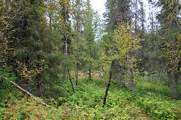 Zeltmöglichkeit am Darreädno