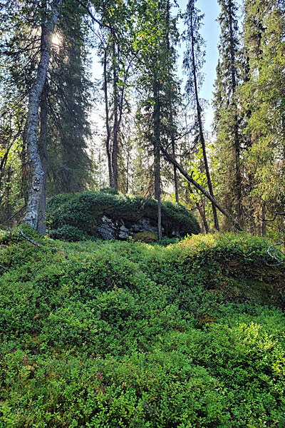 Tingstallstenen-Suche