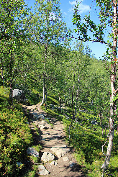 Fjällbirkenwald am Siilasjärvi