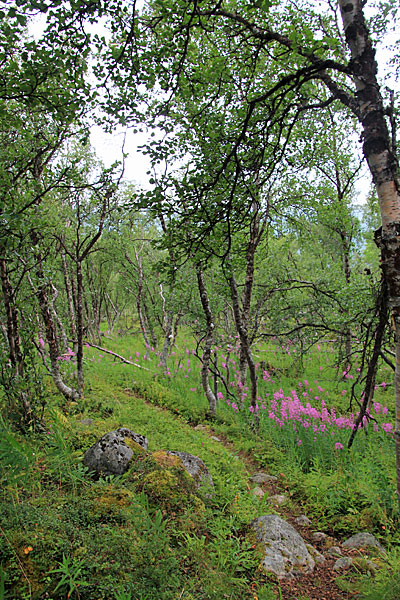 Im Fjällbirkenwald