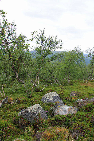 Fjällbirken