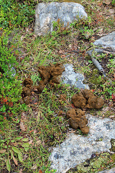 Pferdeäpfel