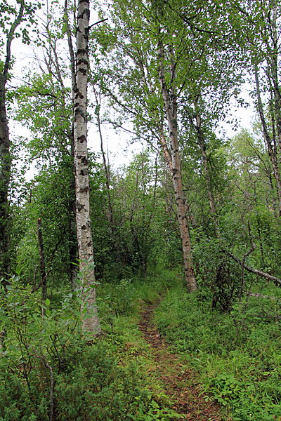Wald am Divielva