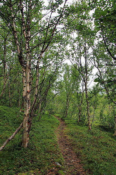 Birkenwald am Blåfjellet