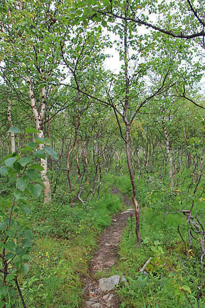 Fjellbirkenwald
