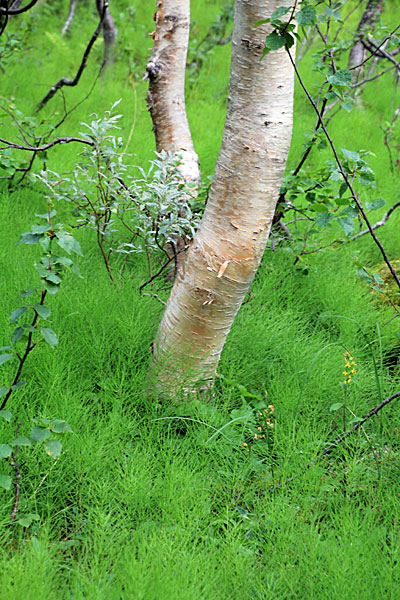 Fjellbirkenwald