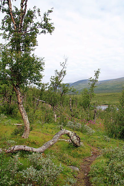 Fjellbirkenwald