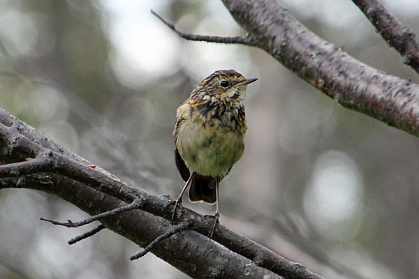 Wiesenpieper