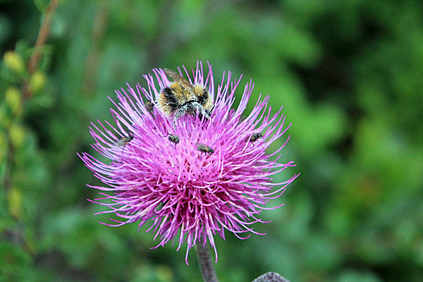 Distel