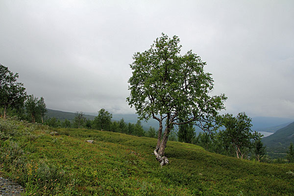 Blick ins Østerdalen