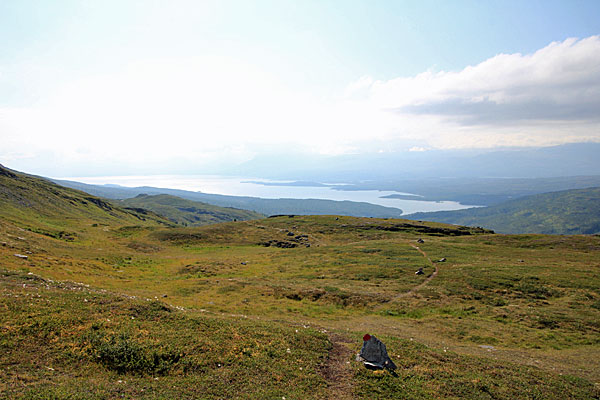Tornesvasslia