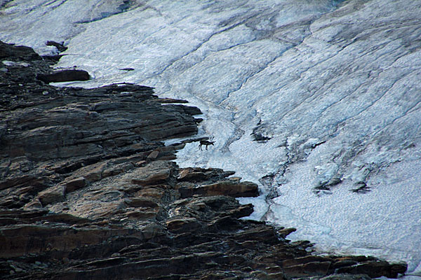 Rentier auf dem Gletscher am Guoblačorru