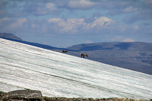 Rentiere auf dem Ekmanglaciären