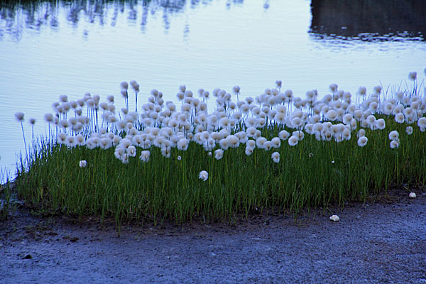 Wollgras im Gohpasvággi