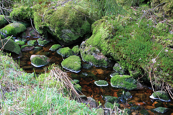Steine mit Bemoosung