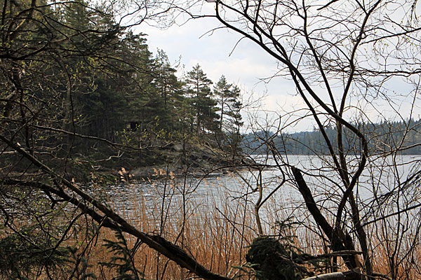 Aspevik