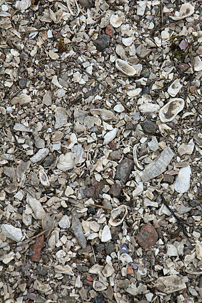 Muschelbänke