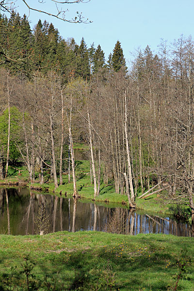 Bäveån nedre naturreservat