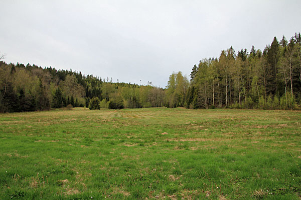 Wiesen