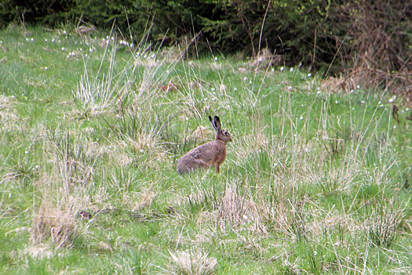 Hase
