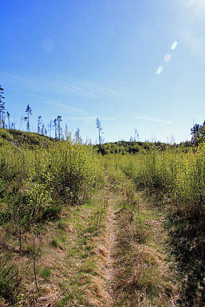 Bei Måröd