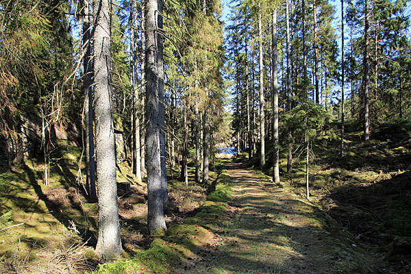 Weg zum Dammsjön