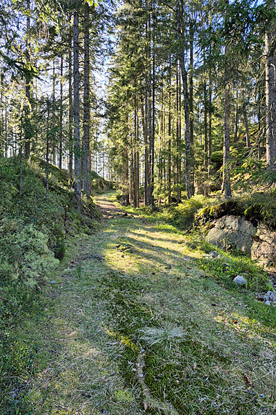 Weg zum Dammsjön