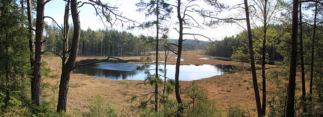 Morgens am Dammsjön