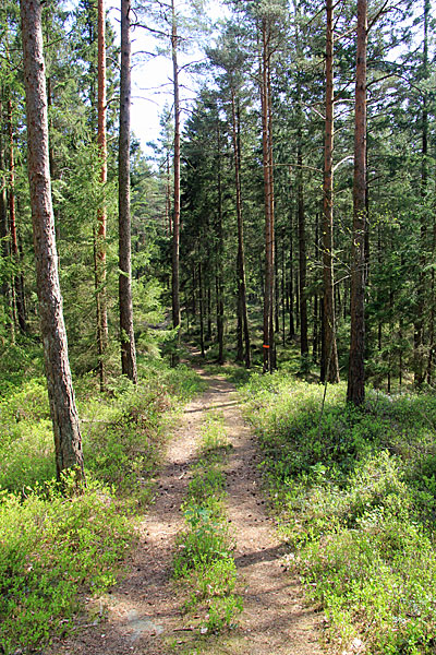 Waldweg