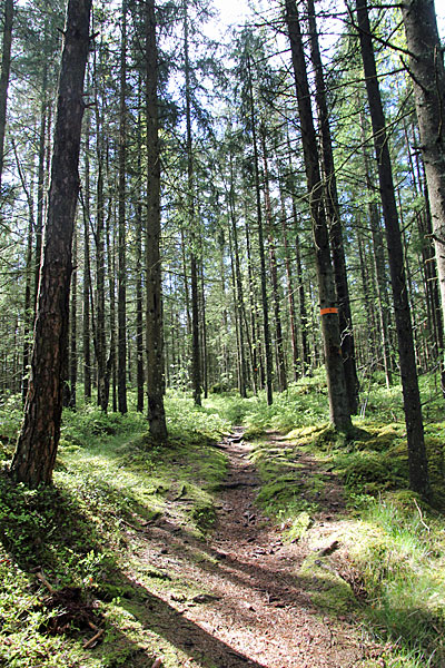 Wald am Gaffeln