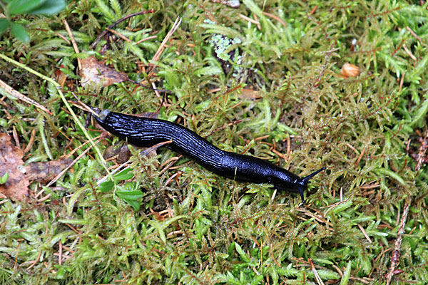 Schwarze Wegschnecke