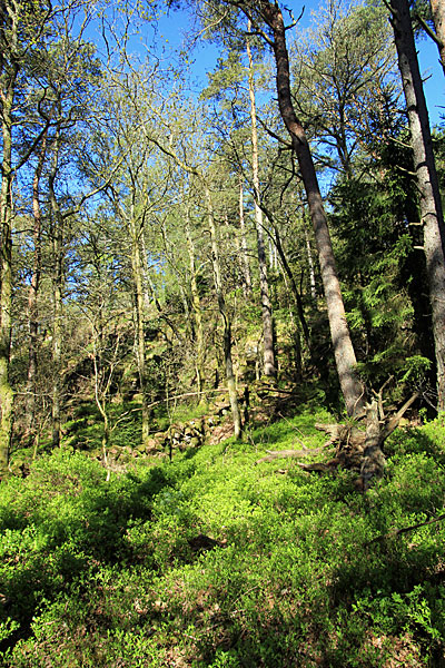 Aleklätten
