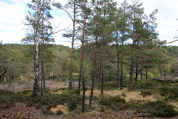 Svartvattnet