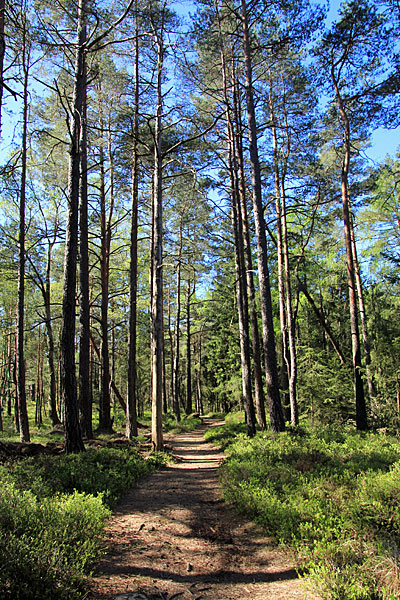 Wanderweg im Vättlefjälls naturreservat