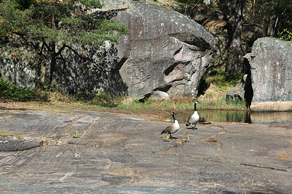 Kanadagänse