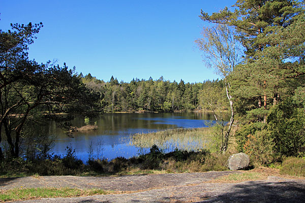 Grästjärnen