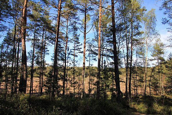 Stora Rörmossen