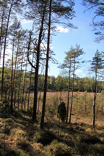 Stora Rörmossen