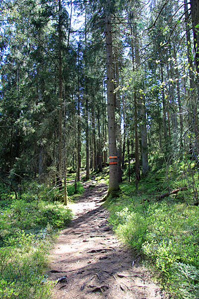 Durch den Wald