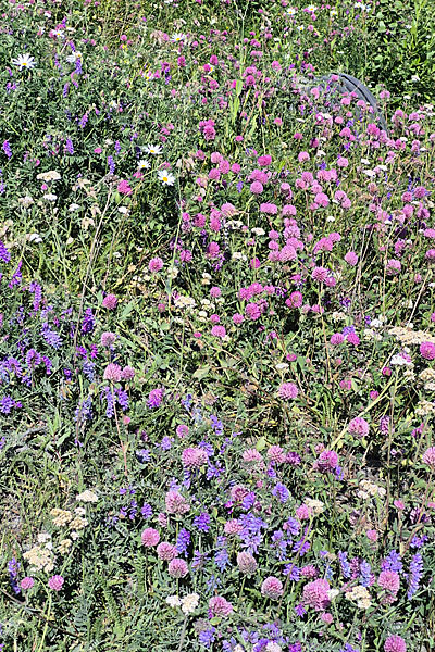 Wiesenblumen