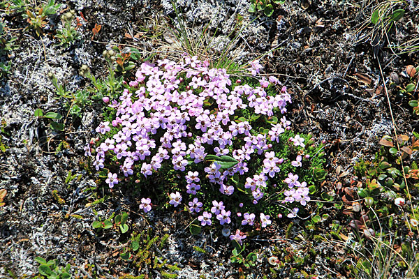 Stängellose Leimkraut
