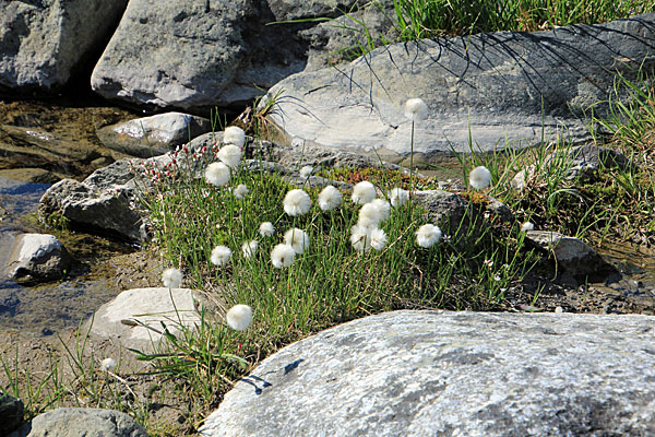 Wollgras am Vierrojohka