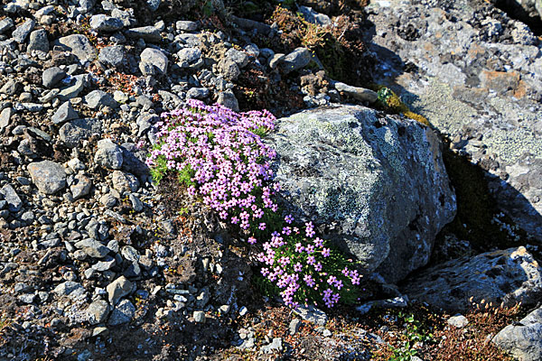 Stengelloses Leimkraut