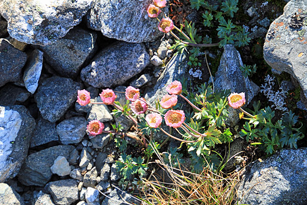 Gletscher-Hahnenfuß