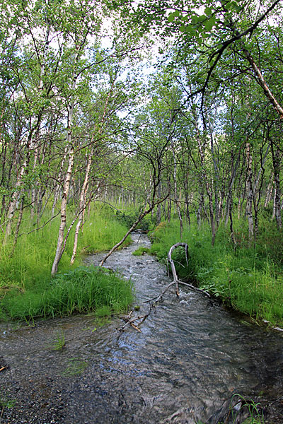 Bach vom Vássaloamijávri