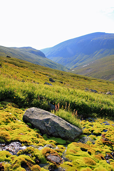 Moos im Kalfjäll