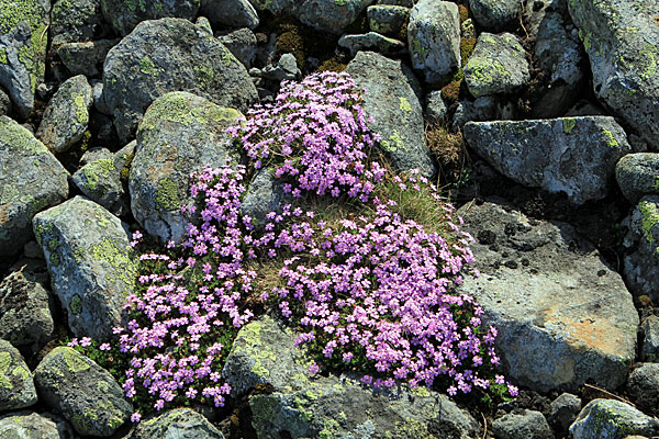Stängelloses Leimkraut