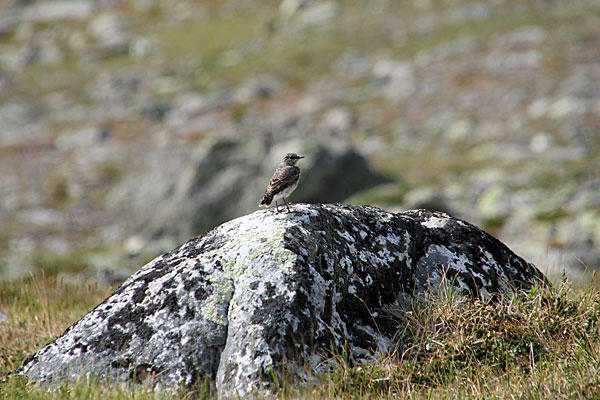 Vogel auf der Čievrraláhku